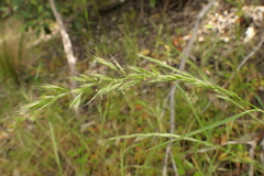 Trisetum arduanum