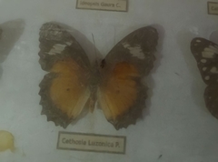 Cethosia luzonica