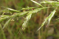 Trisetum arduanum