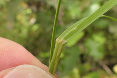 Trisetum arduanum
