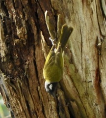 Nesoptilotis leucotis