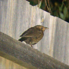 Turdus merula