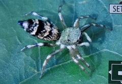 Cosmophasis thalassina
