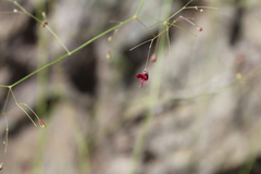 Boerhavia gracillima