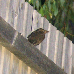 Turdus merula