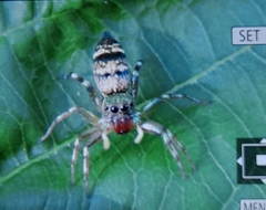 Cosmophasis thalassina