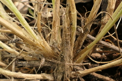 Trisetum arduanum