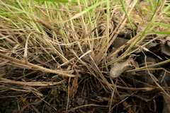 Trisetum arduanum