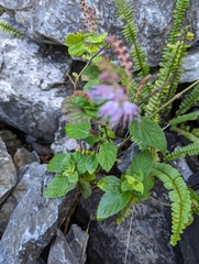 Collinsonia macrobracteata