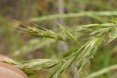 Trisetum arduanum
