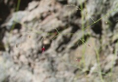 Boerhavia gracillima