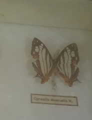 Cyrestis maenalis
