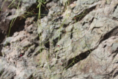 Boerhavia gracillima