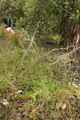 Trisetum arduanum