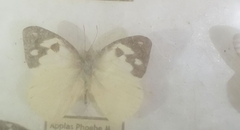 Appias phoebe