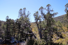 Athrotaxis cupressoides