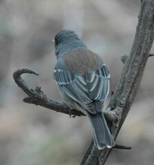 Junco hyemalis caniceps