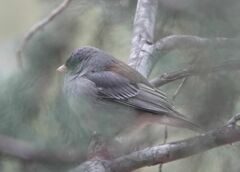 Junco hyemalis caniceps