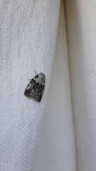 Blenina squamifera