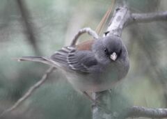 Junco hyemalis caniceps