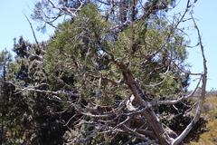 Athrotaxis cupressoides