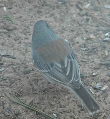 Junco hyemalis caniceps