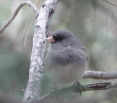 Junco hyemalis caniceps
