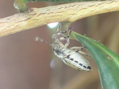 Bromocoris