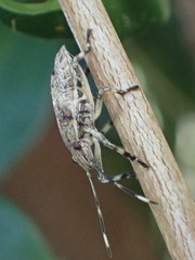 Bromocoris