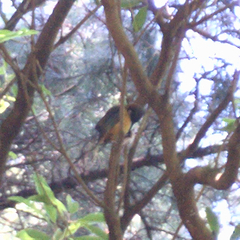 Acanthorhynchus tenuirostris