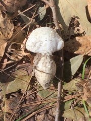 Amanita roanokensis image