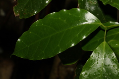 Pennantia cunninghamii