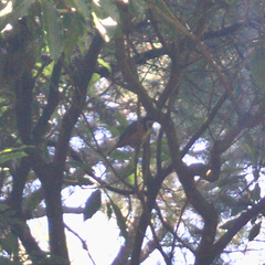 Acanthorhynchus tenuirostris