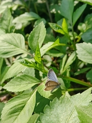 Pseudozizeeria maha okinawana