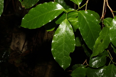 Pennantia cunninghamii