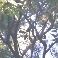 Acanthorhynchus tenuirostris