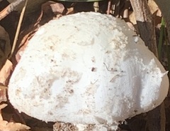 Amanita roanokensis image