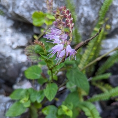 Collinsonia macrobracteata