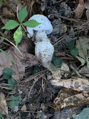 Amanita roanokensis image
