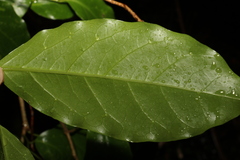 Pennantia cunninghamii