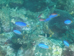 Thalassoma nigrofasciatum