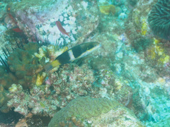Thalassoma nigrofasciatum