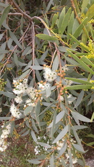 Eucalyptus diversifolia diversifolia