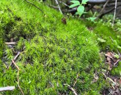 Dicranum pallidisetum