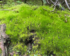 Dicranum pallidisetum