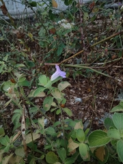 Ruellia prostrata
