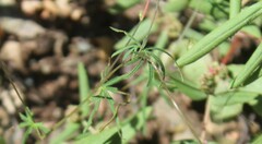 Ipomoea ternifolia ternifolia