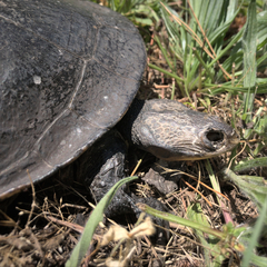 Chelodina longicollis