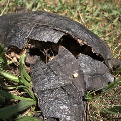 Chelodina longicollis