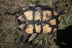 Chelodina longicollis